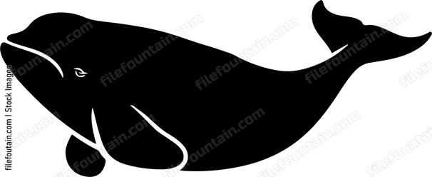 Beluga Whale
