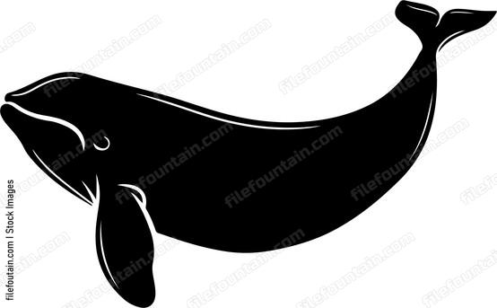 Beluga Whale