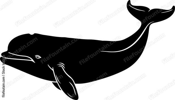 Beluga Whale