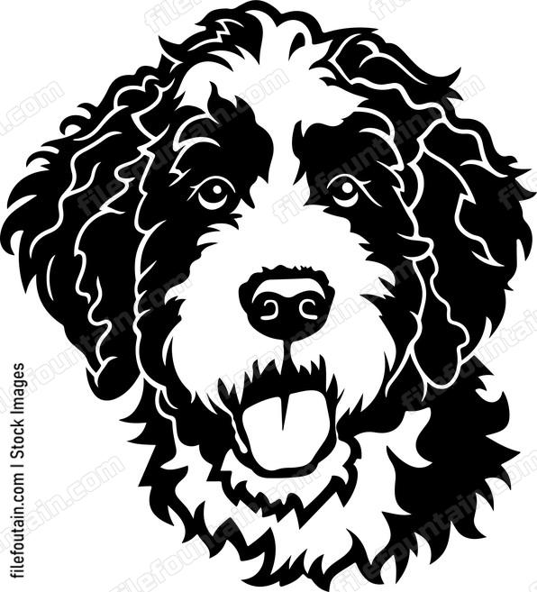 Bernedoodle Head