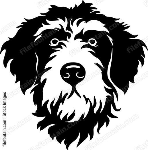 Bernedoodle Head