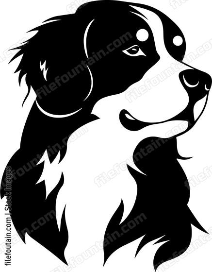 Bernese Mountain Dog