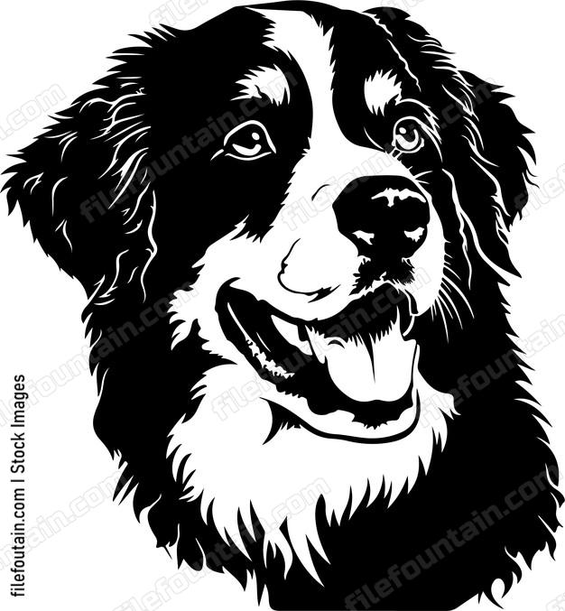 Bernese Mountain Dog