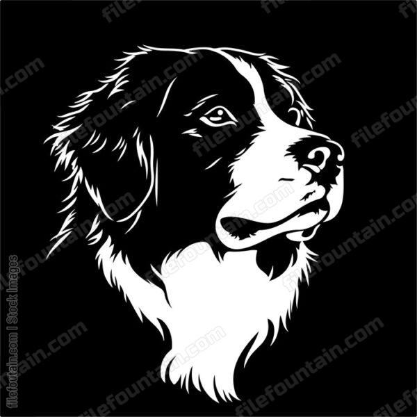 Bernese Mountain Dog