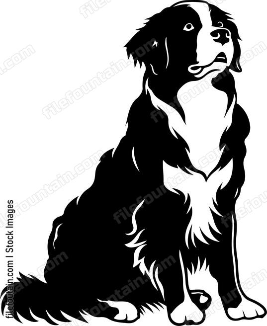 Bernese Mountain Dog