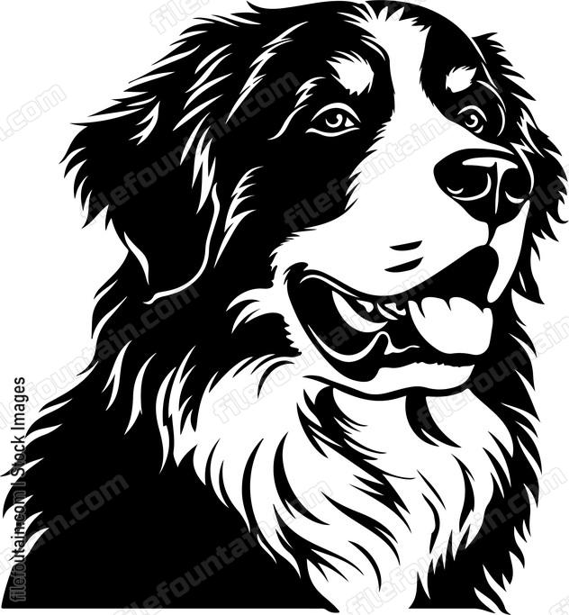 Bernese Mountain Dog
