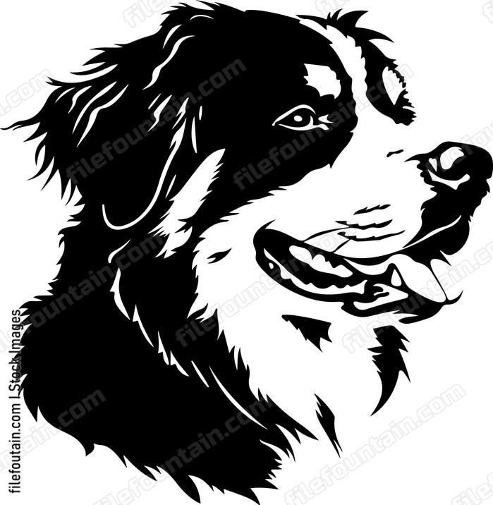 Bernese Mountain Dog