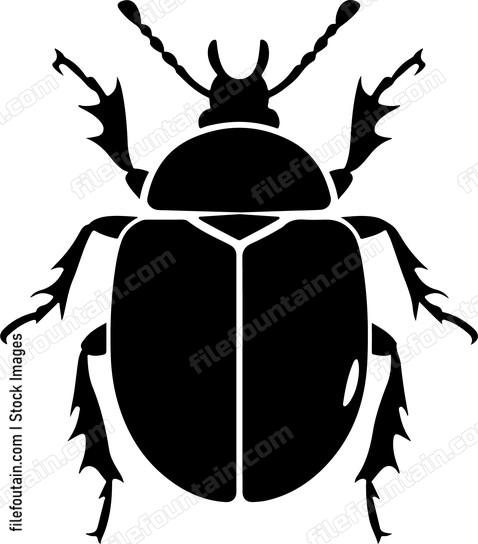 Bettle Close Up