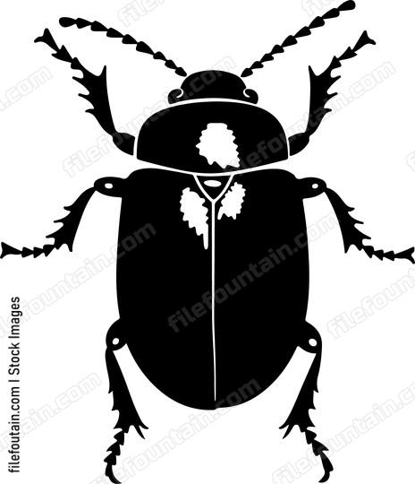 Bettle Close Up