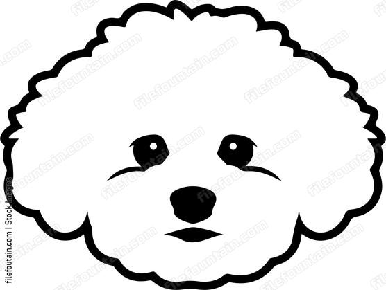 Bichon Frise