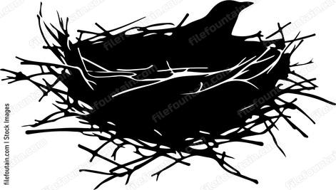 Bird Nest
