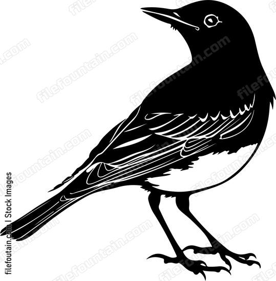bird staring to right side