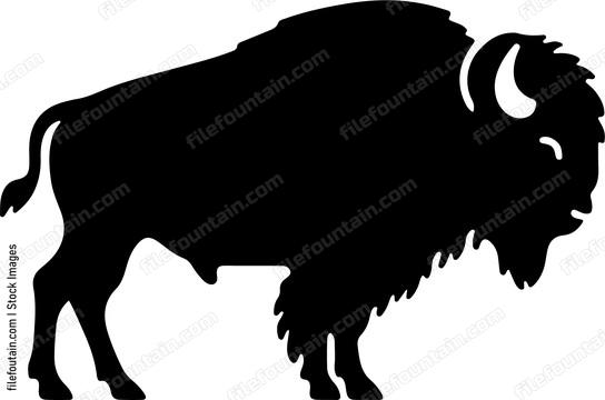 Bison