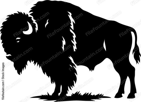 Bison