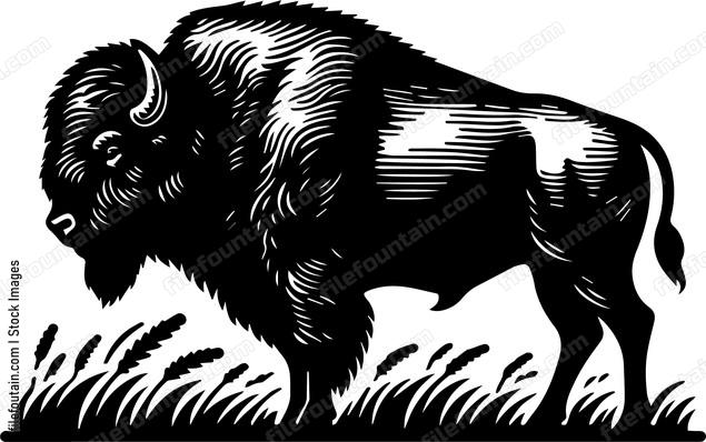 Bison