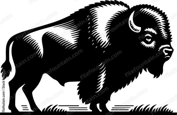 Bison
