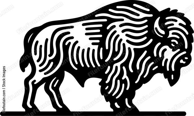 Bison