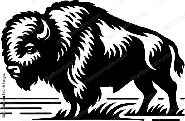 Bison
