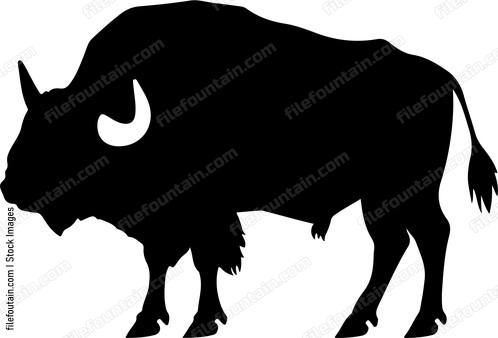 Bison
