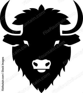 Bison Buffalo