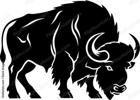Bison Buffalo Charging