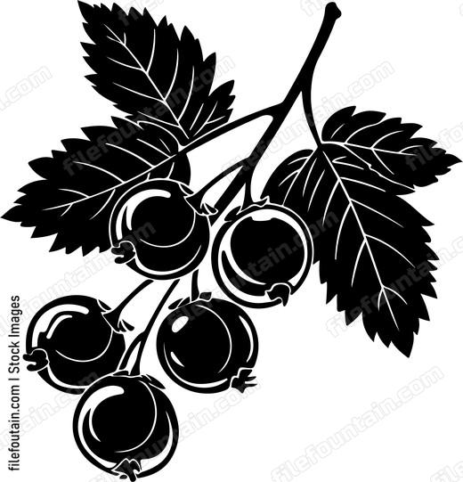 Black Currant Berries With Leaves