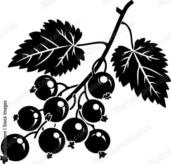 Black Currant Berries With Leaves