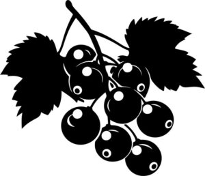 Black Currants