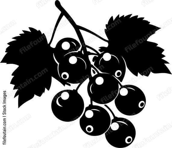 Black Currants