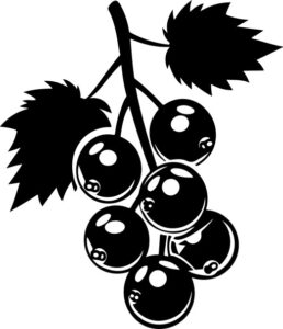 Black Currants