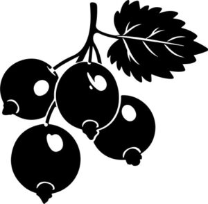 Black Currants