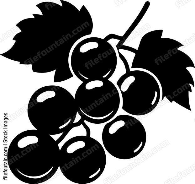 Black Currants