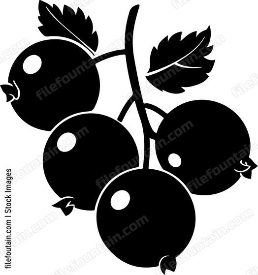 Blackcurrant
