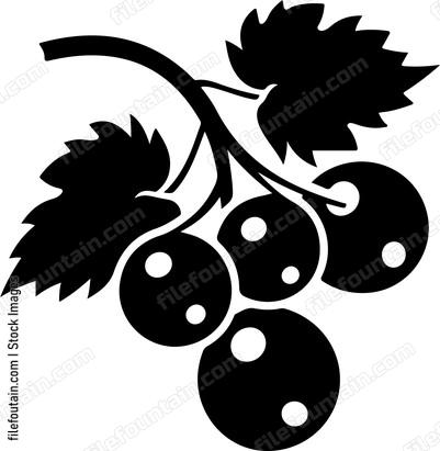 Blackcurrant