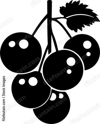 Blackcurrant