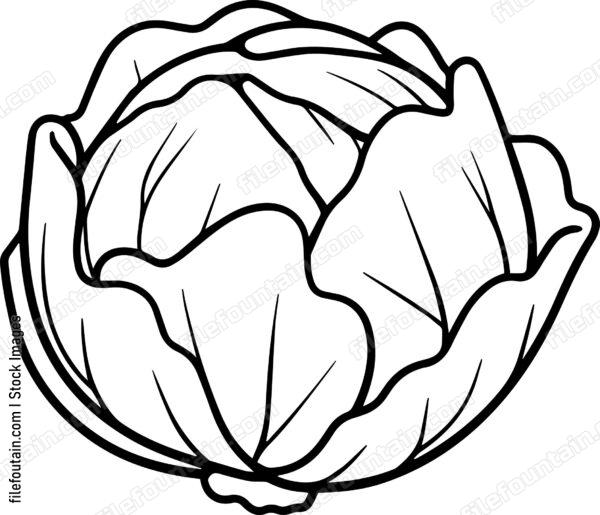 Cabbage