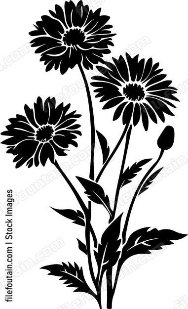 Calendula Flowers