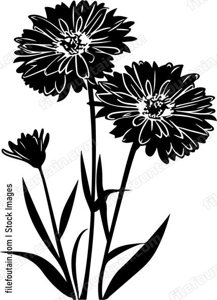 Calendula Flowers