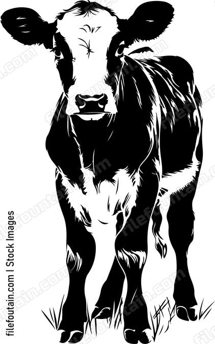 Calf