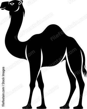 camel in silhouette