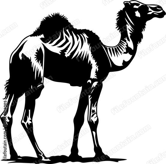 Camel Tropical