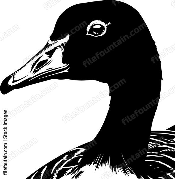 Canadian Goose Head