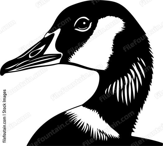 Canadian Goose Head