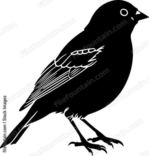 Canary