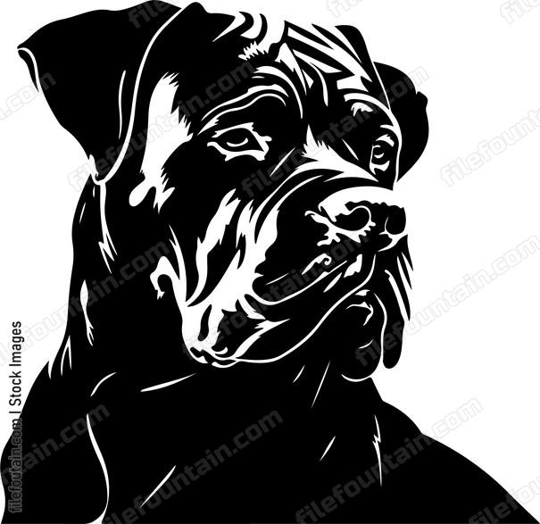 Cane Corso