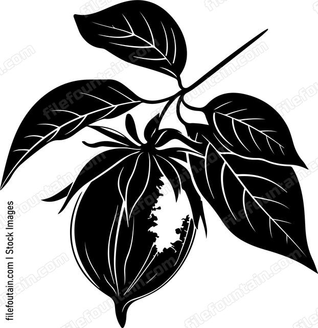 Carambola Star Fruit