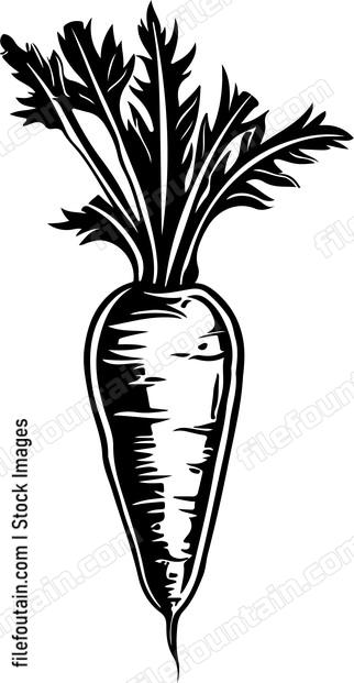 Carrot Design