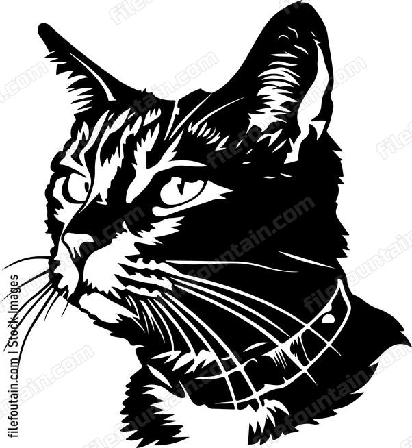 Cat Collar