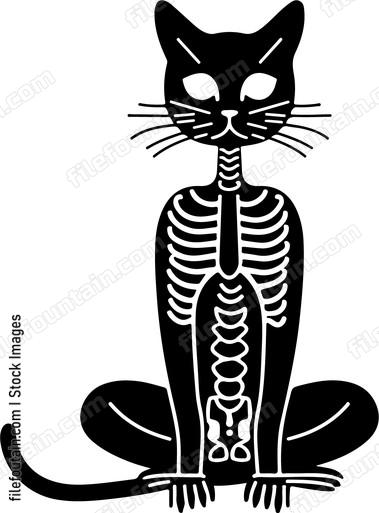 Cat Skeleton