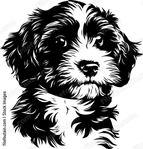 Cavapoo